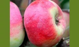 яблоко яблоня Васюган сорт