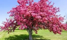 яблоня Маковецкого