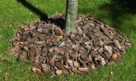 декоративное мульчирование яблони Маковецки