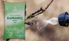 яблоне Маковецки показана обработка раствором мочевины