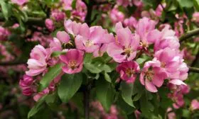 листва и цветки сорта Маковецкий