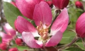 строение цветка Маковецки