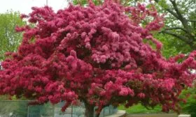 цветущая крона яблони МАковецки