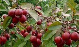 райские яблочки Маковецки