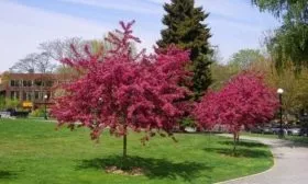 яблони Маковецки в городском парке