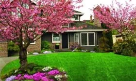 один из примеров декорирования дачного участка сортом МАковецки