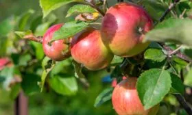 листья и плоды Уэлси крупным планом