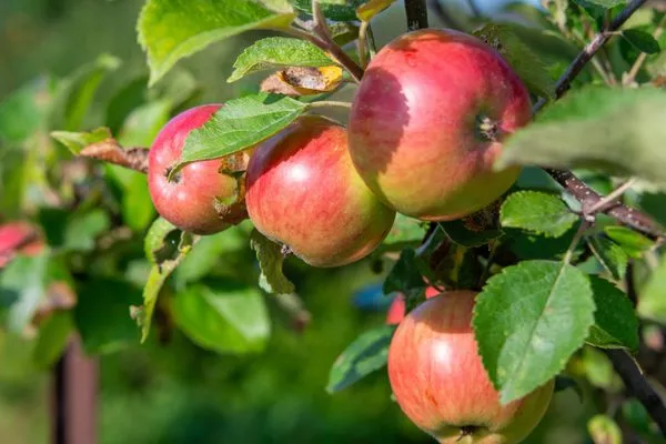 листья и плоды Уэлси крупным планом