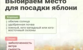критерии выбора места для посадки яблони Уэлси