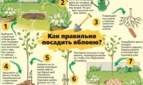 методика посадки яблони Уэлси