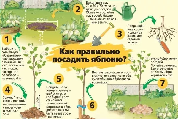 методика посадки яблони Уэлси
