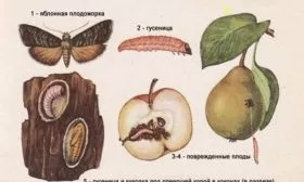 всё о плодожорке, досаждающей яблоне Уэлси