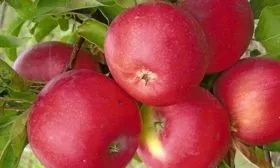 яблоня Уэлси