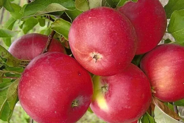 яблоня Уэлси