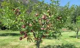 дерево сорта Уэлси