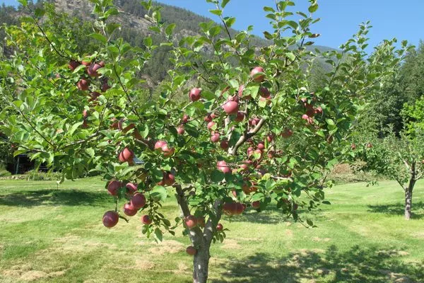 дерево сорта Уэлси