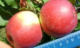 плоды Уэлси