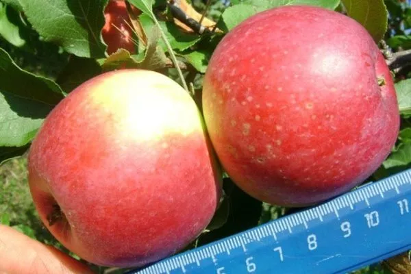 плоды Уэлси