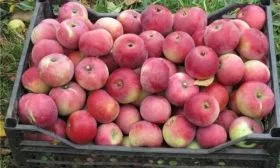 урожай Уэлси