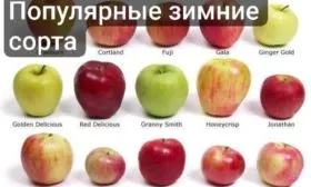 уэлси и другие популярные зимние сорта яблок