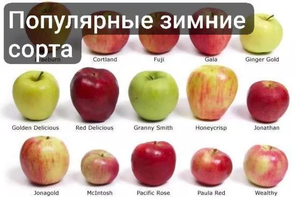 уэлси и другие популярные зимние сорта яблок