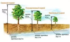 высота яблони Уэлси в зависимости от типа подвоя