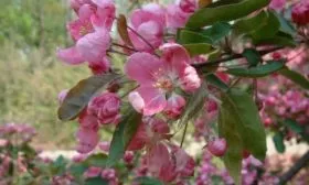 цветение дерева сорта Уэлси