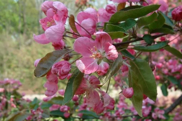 цветение дерева сорта Уэлси