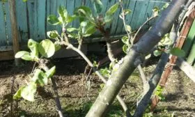 яблоне мелкие листья Яблоня Конфетное