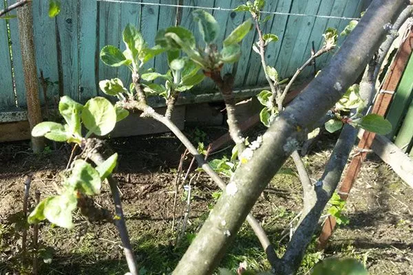 яблоне мелкие листья Яблоня Конфетное