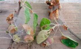 Яблоневая моль Коричное полосатое