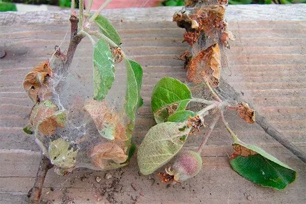 Яблоневая моль Коричное полосатое