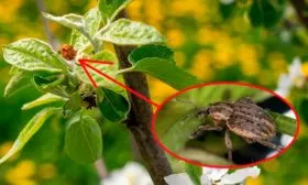 Яблоневый цветоед Яблоня Флорина18