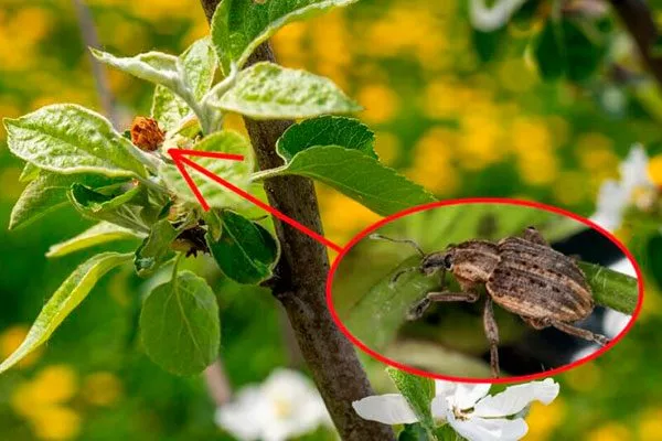 Яблоневый цветоед Яблоня Флорина18