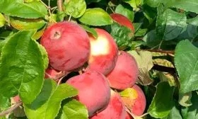 яблони Алеся