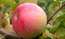 яблони Алеся описание плодов