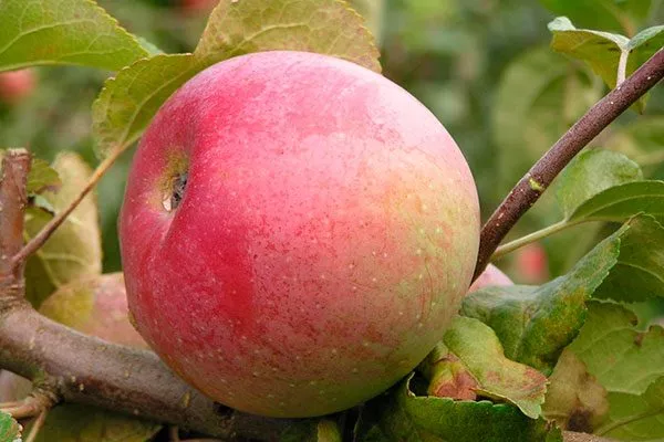 яблони Алеся описание плодов