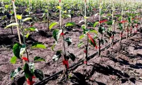 яблони Алеся саженцы