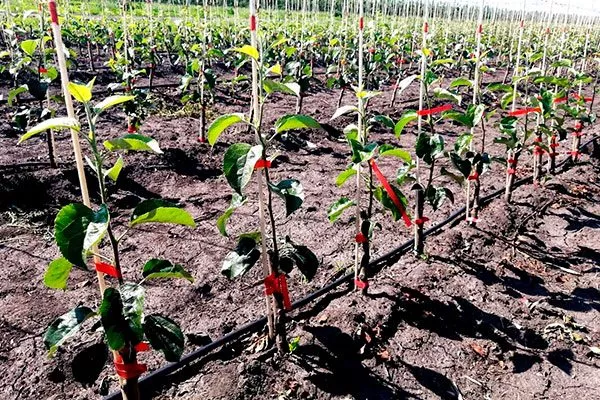 яблони Алеся саженцы