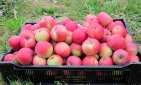 яблони Алеся сбор