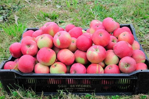 яблони Алеся сбор