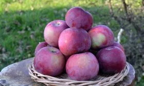 яблони Алеся урожай