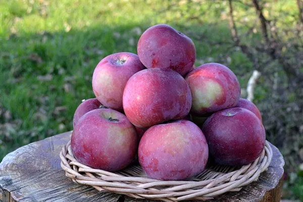 яблони Алеся урожай