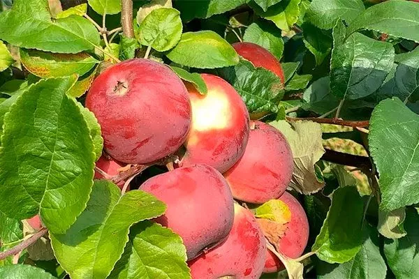 яблони Алеся