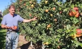 яблоня Хани Крисп