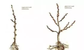 Хороший посадочный материал, сорт Хани крисп