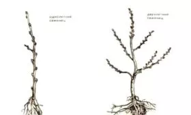 посадочный материал сорта Хани крисп