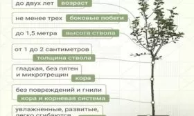 выбор саженца Хани крисп