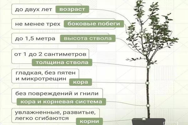 выбор саженца Хани крисп