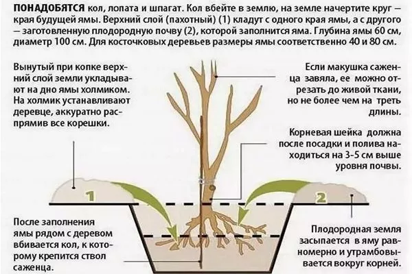посадка яблони сорта Хани крисп